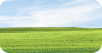 Grüne Wiese